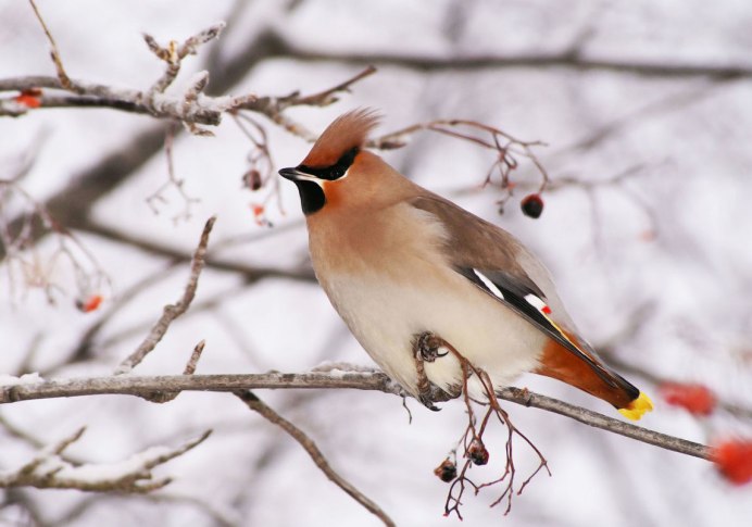 Клёст, свиристели, чечётки