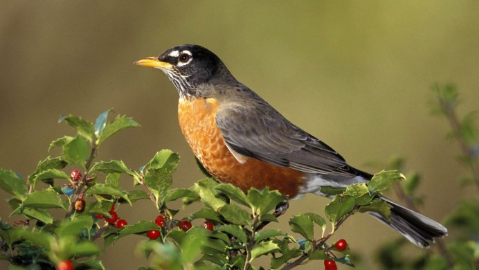 Птицы Европы