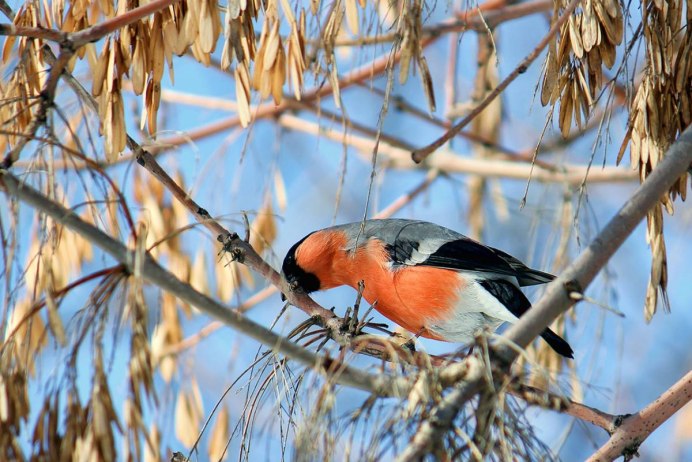Зимующие птицы восточного Казахстана