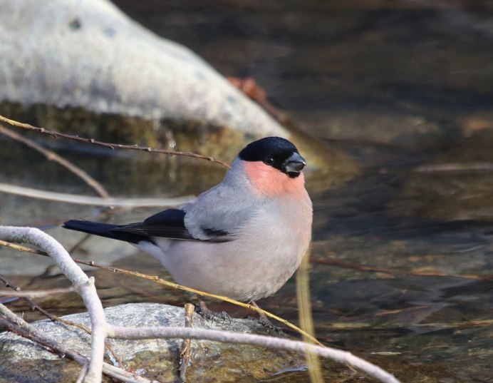 Сойка Приморский край
