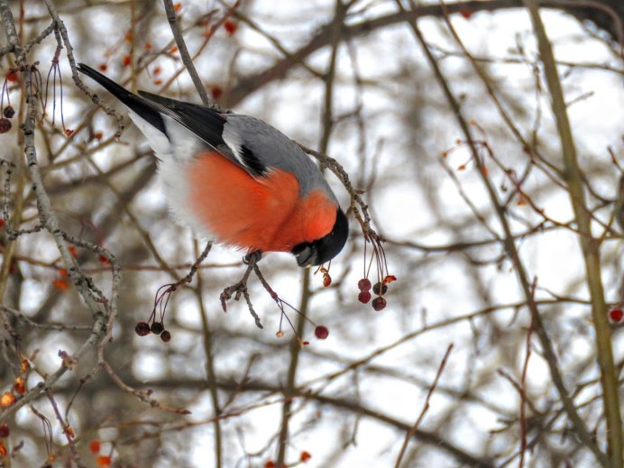 Птицы Урала Сойка