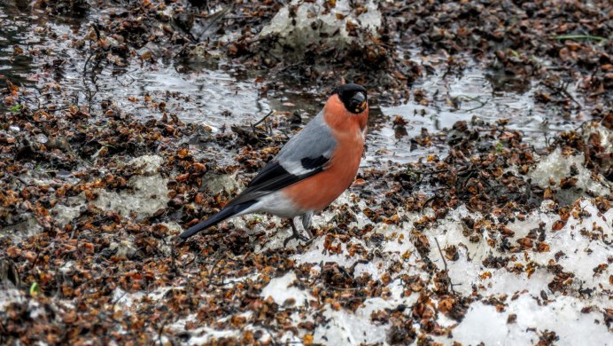 Зимние птицы Кузбасса