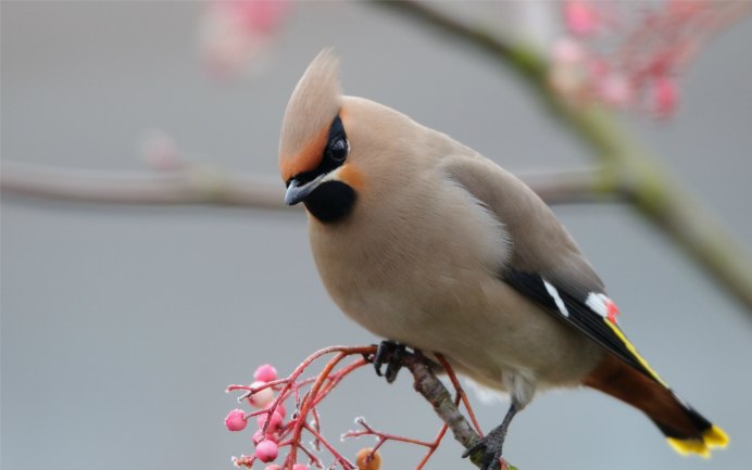 Клест Снегирь свиристель