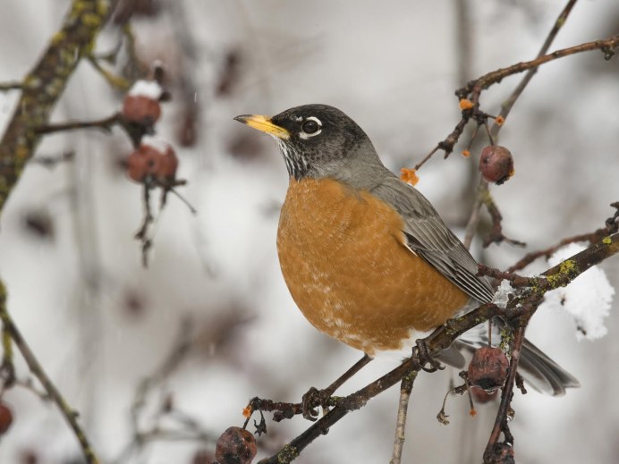 Свиристель Приморский край