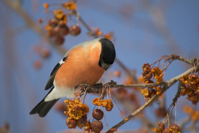 Хохлатый Снегирь