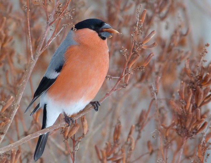 Певчий Дрозд рябинник