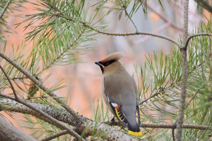 Зимние птицы Тюменской области