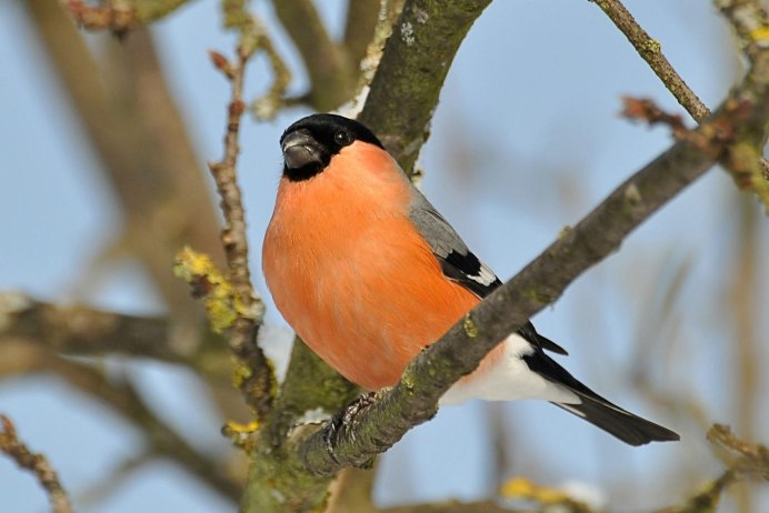 Птица Снегирь птенец
