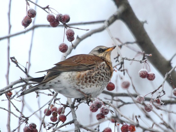 Птенец снегиря