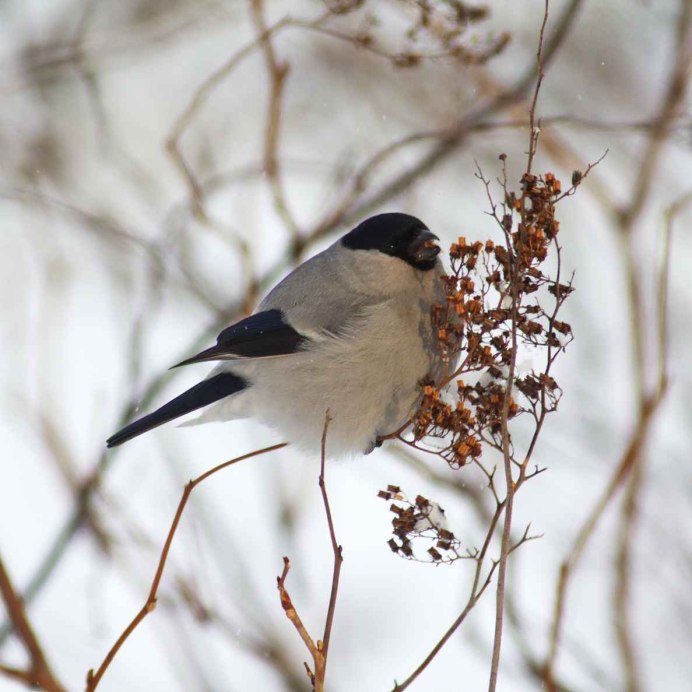Зимующие птицы