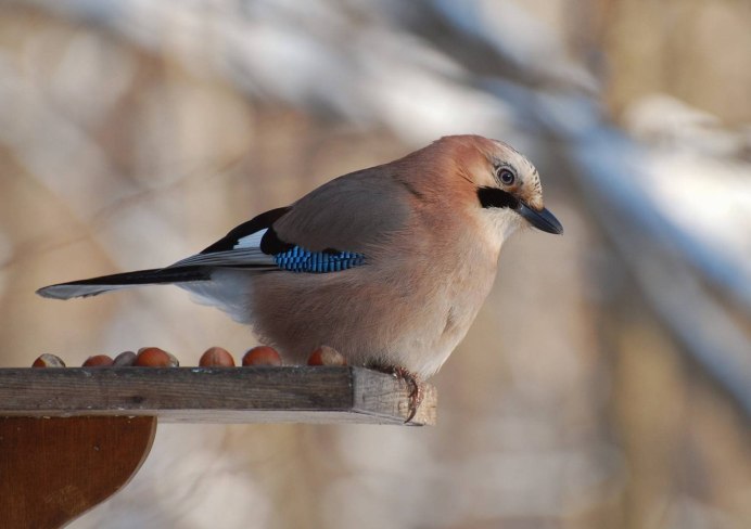 Снегири кормятся