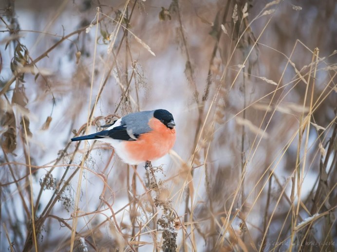 Девочки Снегири птицы с желтым клювом