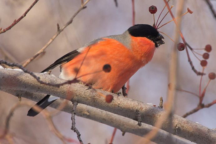 Снегири Подмосковье птицы
