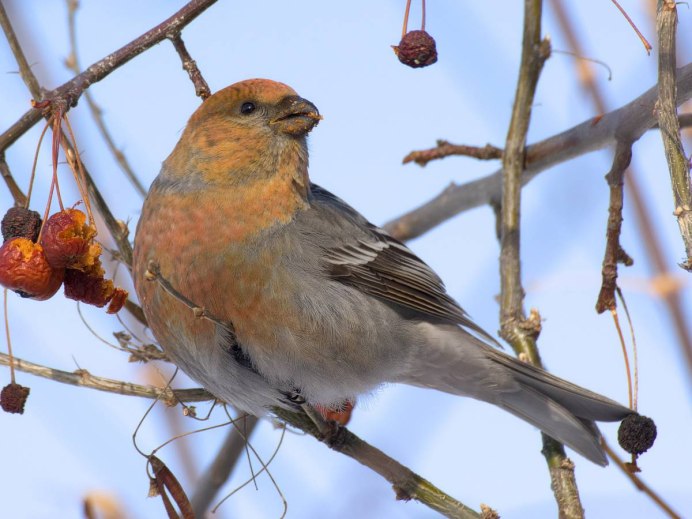 Дрозд Странствующий зима