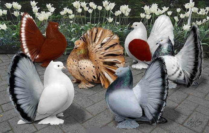 Узбекские бойные голуби