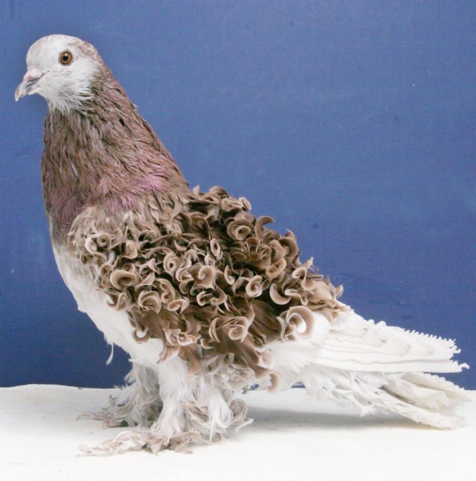 Frillback Pigeon