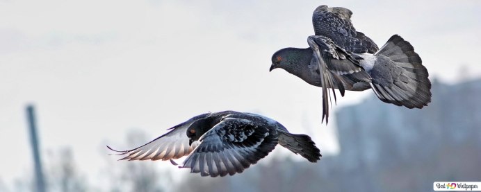 Голубь вид сверху полет