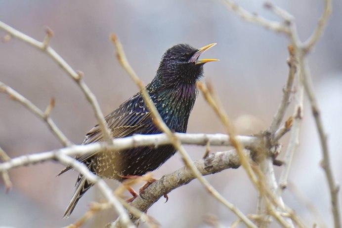 Graurul (скворец) Sturnus vulgaris l.