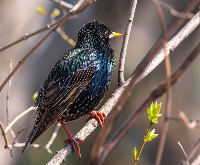 The Starling (скворец)