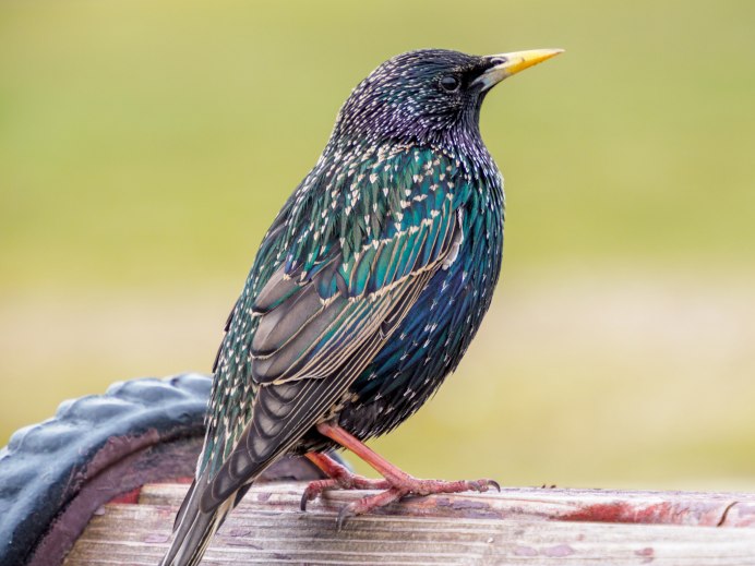 Обыкновенный скворец (Sturnus vulgaris)