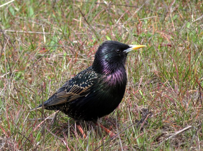 Sturnus vulgaris
