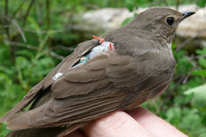 Garrulax canorus