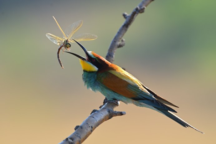 Королевский фазан самка