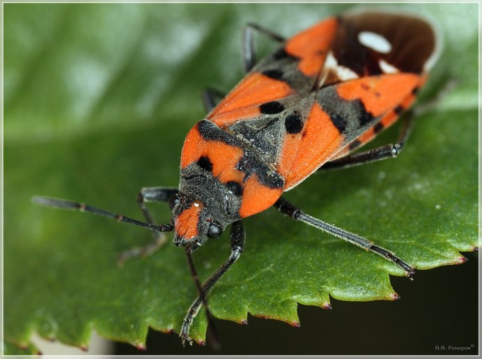 Клоп-солдатик – Pyrrhocoris apterus