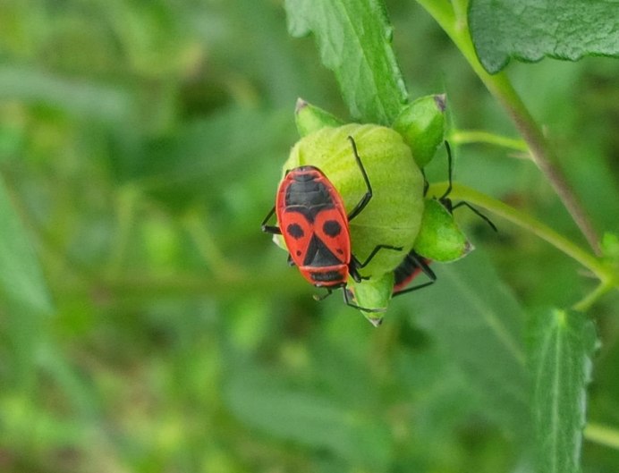 Клоп-солдатик – Pyrrhocoris apterus