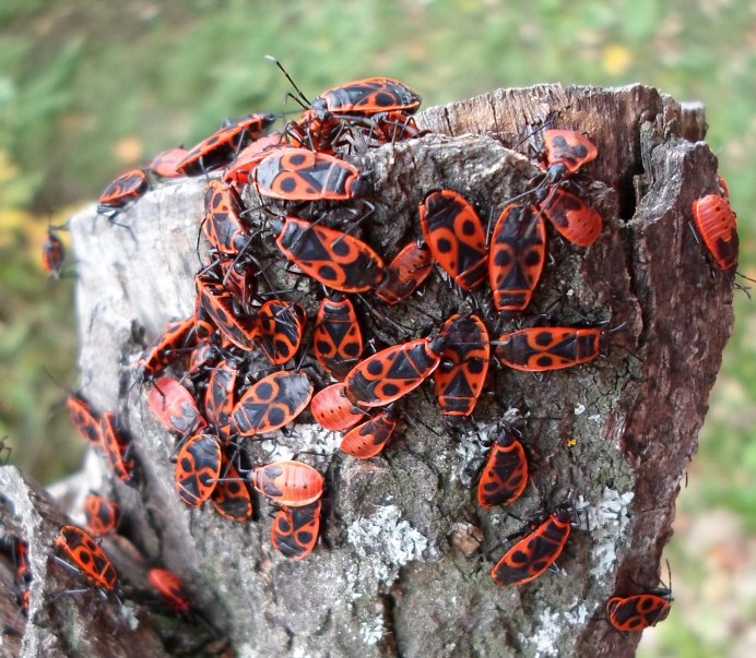 Клоп-солдатик – Pyrrhocoris apterus