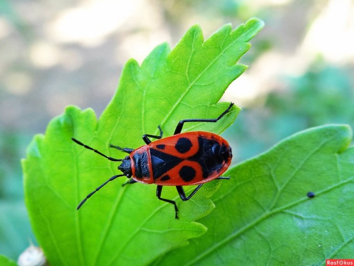 Клоп-солдатик – Pyrrhocoris apterus
