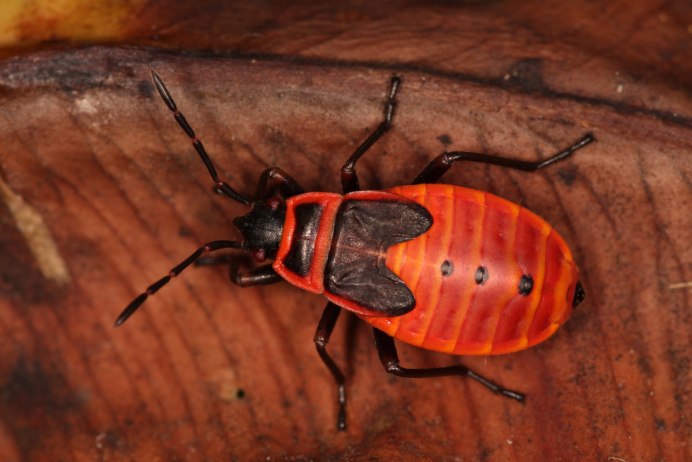 Клоп-солдатик – Pyrrhocoris apterus