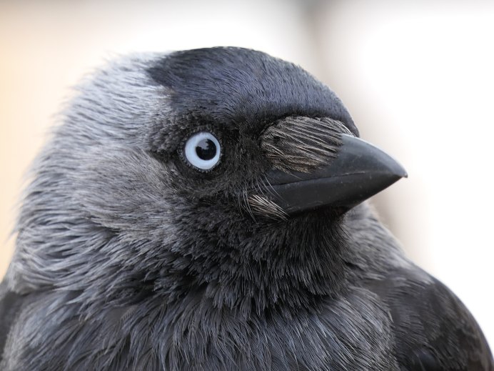 Галка (Corvus monedula)