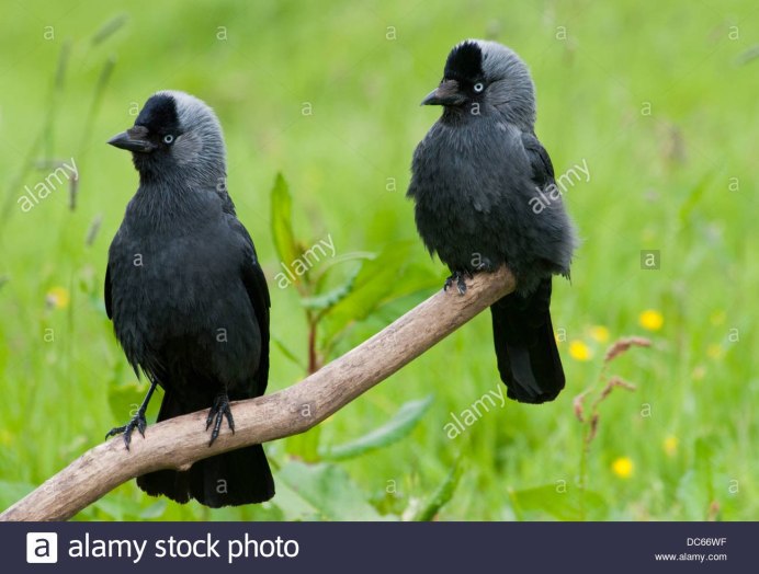 Галка (Corvus monedula)
