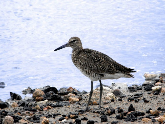 Кулик Бекас песочник морской