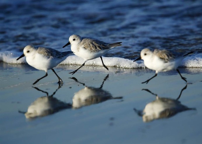 Птицы море берег