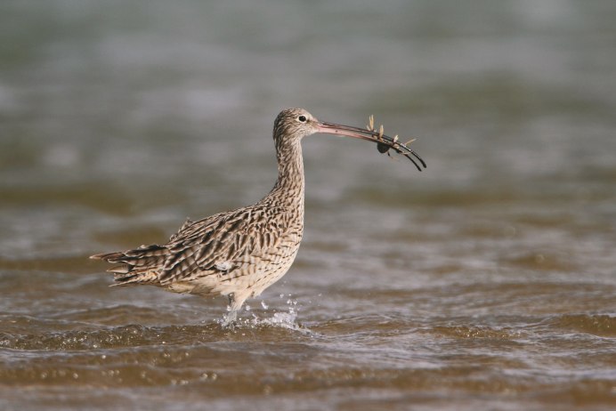 Прибрежные птицы