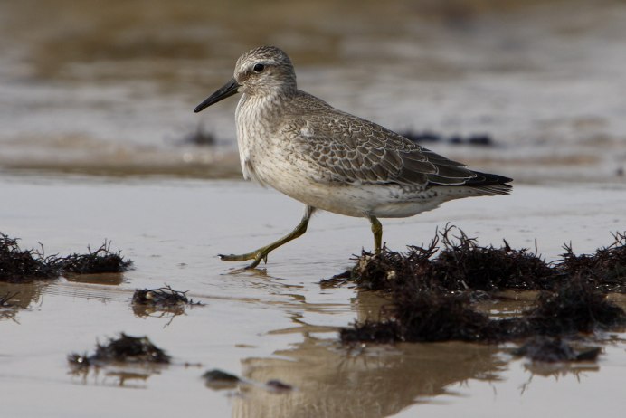 Чайка береговушка