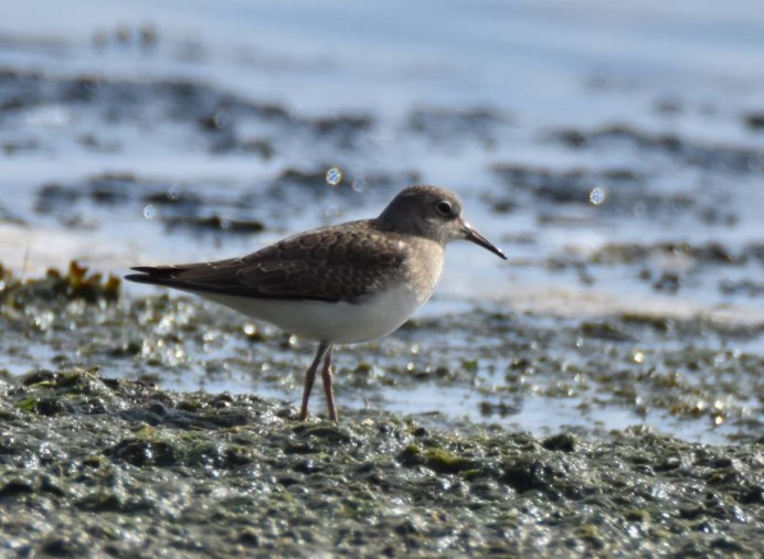 Чайка морская птица