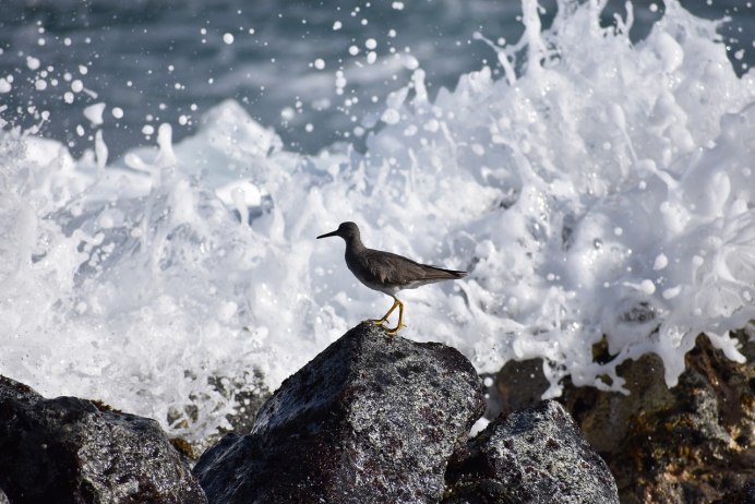 Морской песочник птица