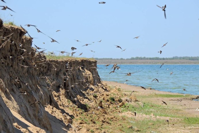 Баклан Альбатрос