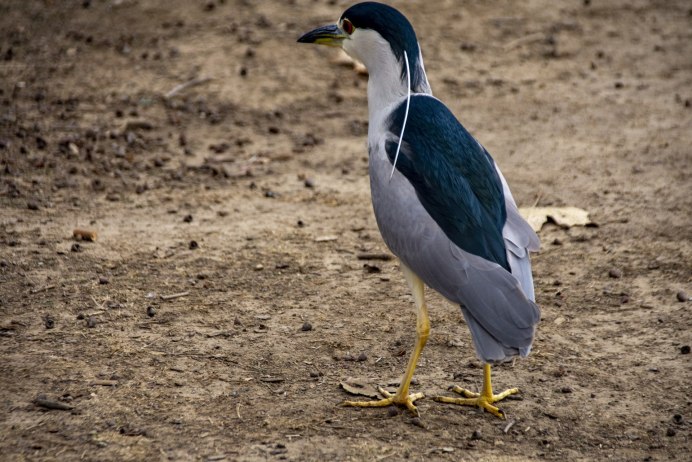 Красноклювая Чайка