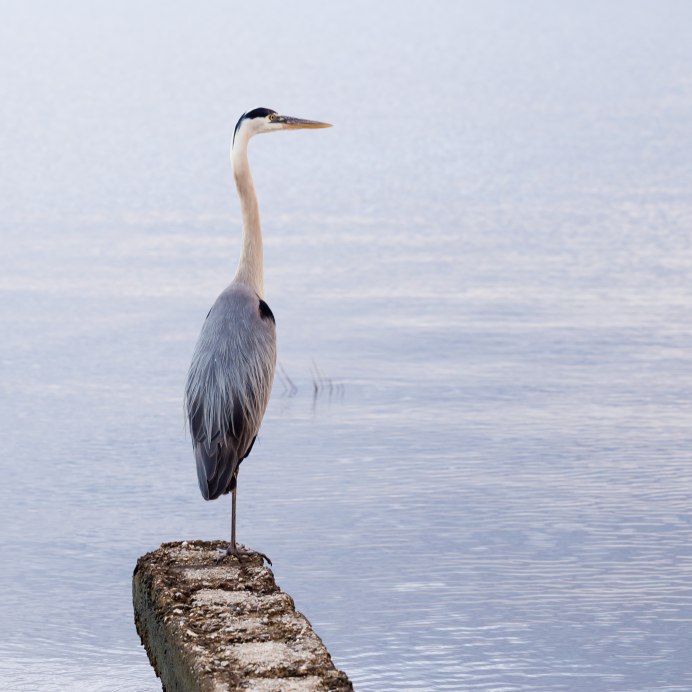 Птицы Каспийского моря