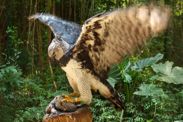 Кречет Falco rusticolus