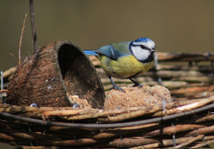 Синица серая (Parus cinereus)