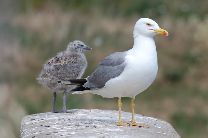 Gris птица