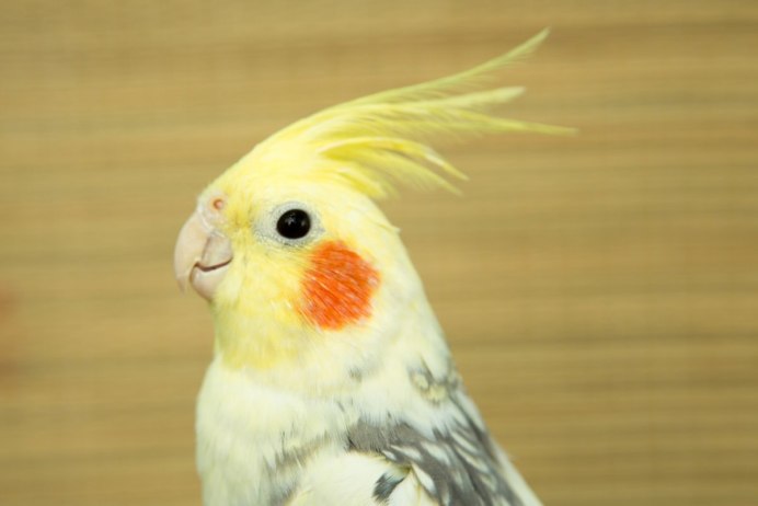 Cockatiel Bird