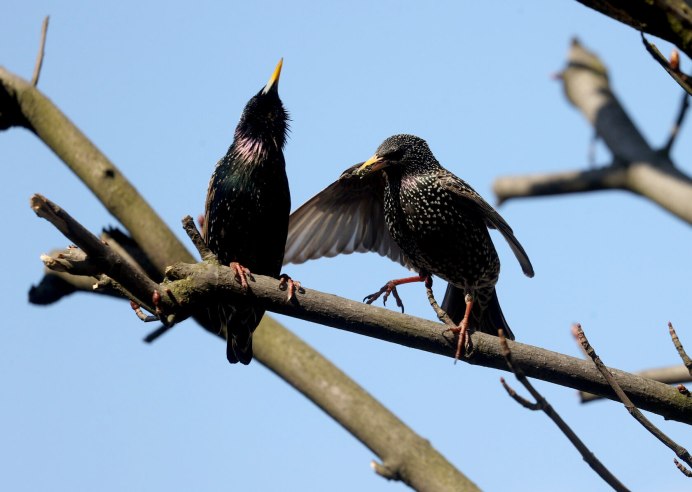 Майна обыкновенная (common Myna).