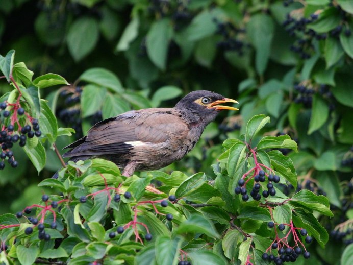 Майна (Acridotheres tristis)