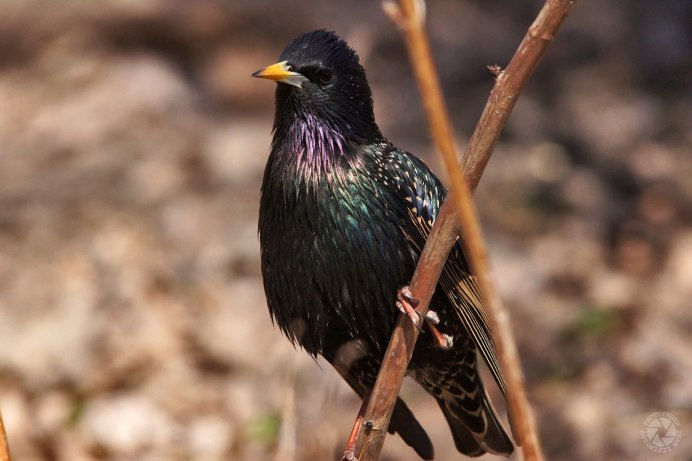 Starling Siwi